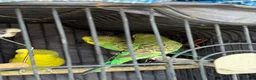 Budgerigars birds for sale: Budgies for sale  in Manchester - Advert 2
