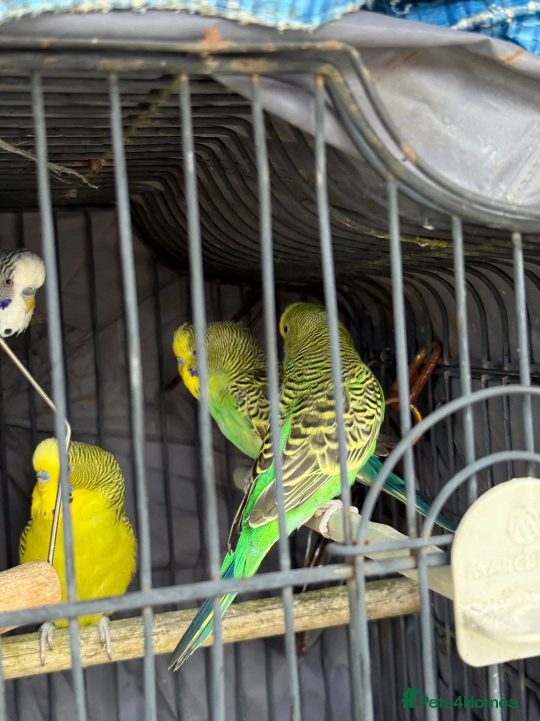 Budgerigars birds for sale: Budgies for sale  in Manchester - Advert 2