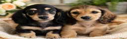 Miniature Dachshund dogs for sale: 🌟KC reg.Miniature LH Dachshund Puppies 🌟  - Advert 3