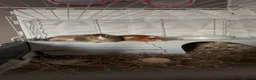 Guinea Pig rodents for sale: 2 beautiful male guinea pigs for sale  - Advert 3