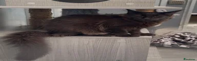 Maine Coon 1