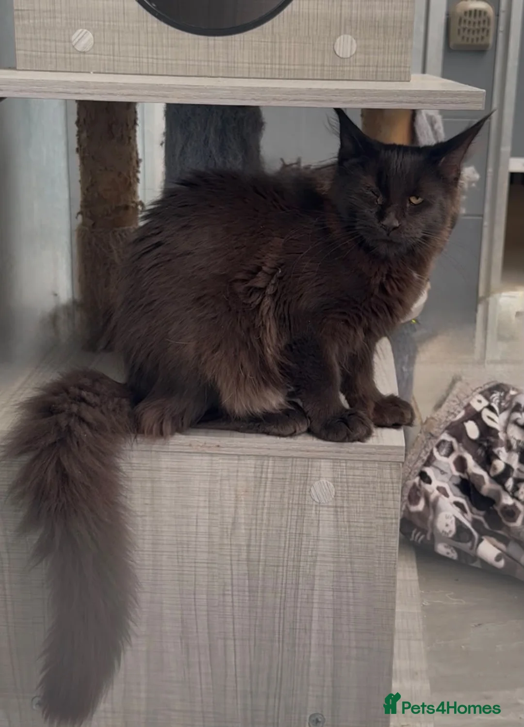 Maine Coon cats for sale: Beautiful maine coon girl in need new home - Advert 2