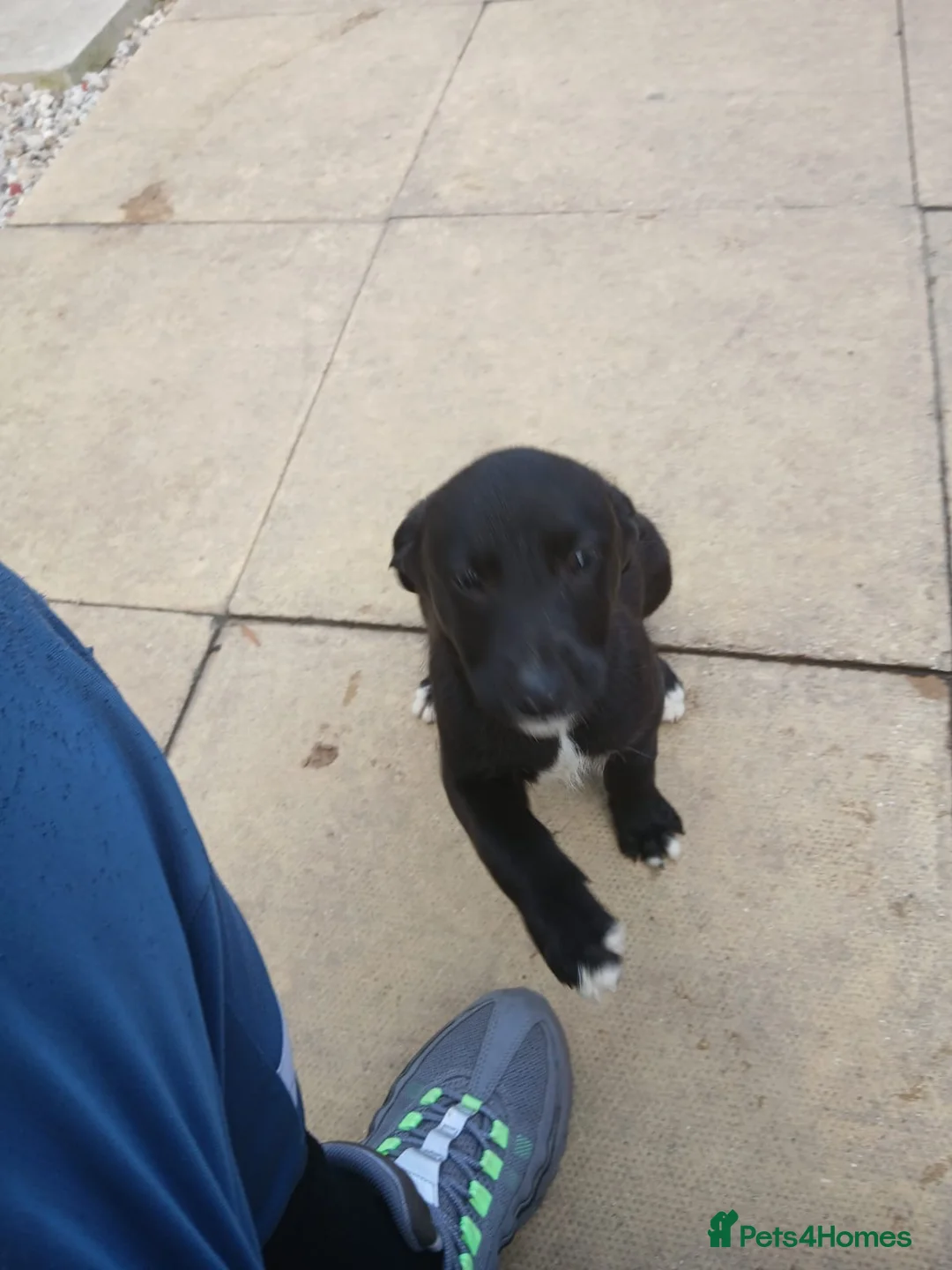 Lurcher dogs for sale: 2 dogs for sale in Bishop Auckland - Advert 2