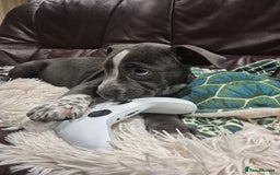 Mixed Breed dogs for sale: Bulldog x Staffie for rehoming.  - Image 23