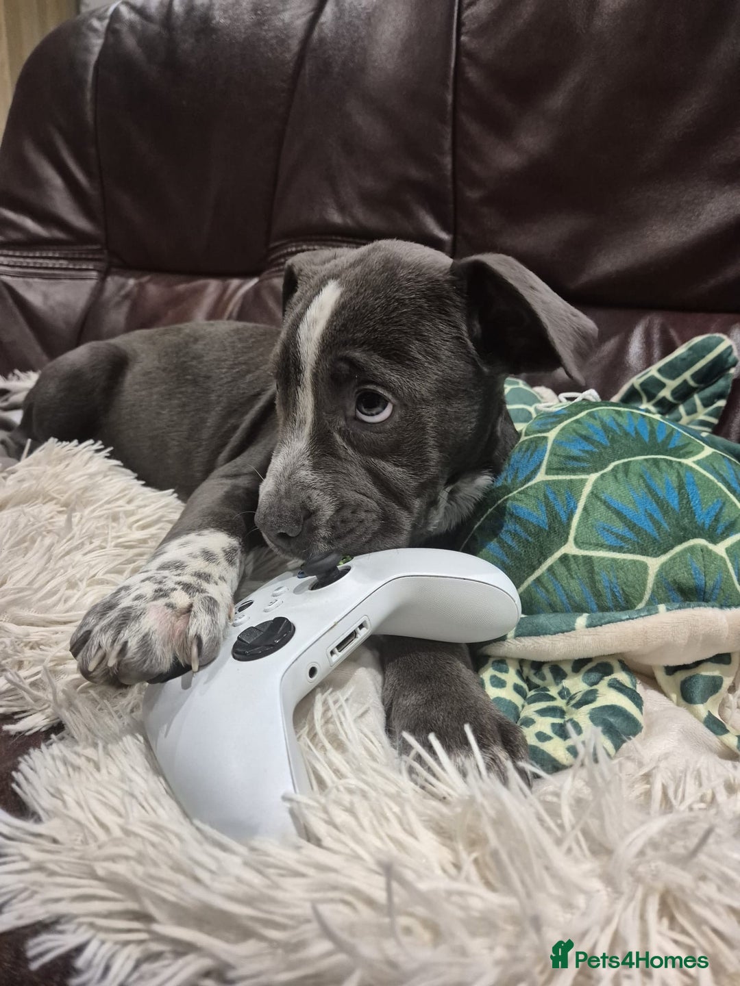 Mixed Breed dogs for sale: Bulldog x Staffie for rehoming.  - Image 23