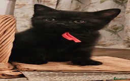 British Shorthair cats for sale: ✨British Shorthair Pedigree Kittens ✨ - Image 9