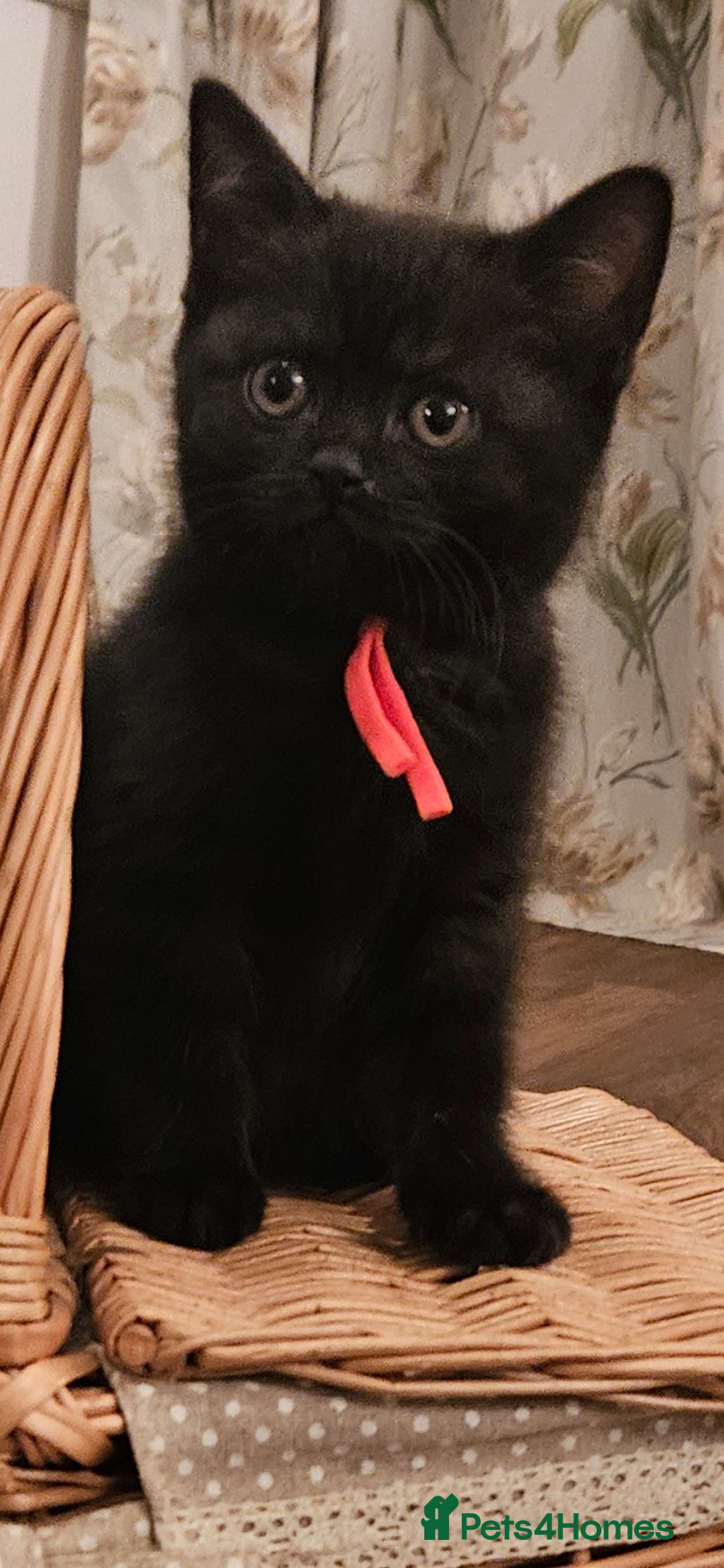 British Shorthair cats for sale: ✨British Shorthair Pedigree Kittens ✨ - Image 9