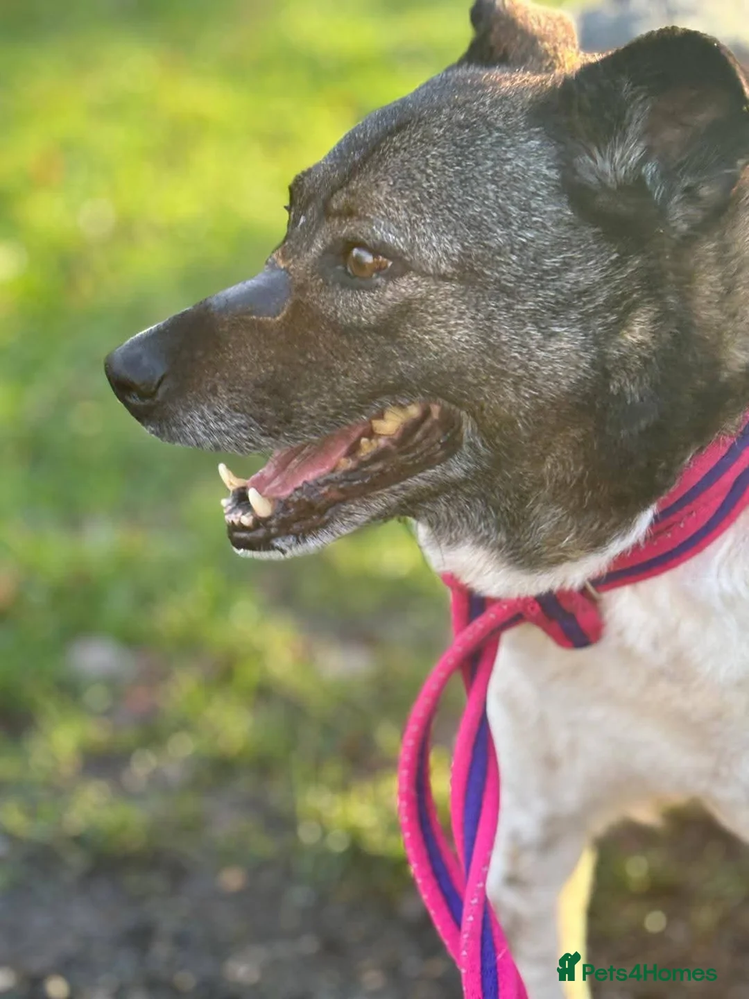 Mixed Breed dogs for adoption: Meet Venus,currently residing in Essex  - Advert 5