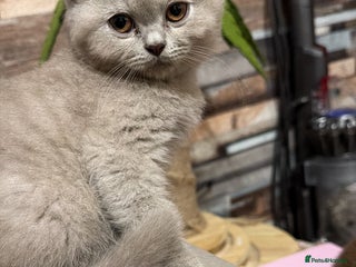 British Shorthair cats - Advert 10