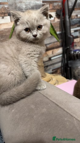 British Shorthair cats - Advert 3