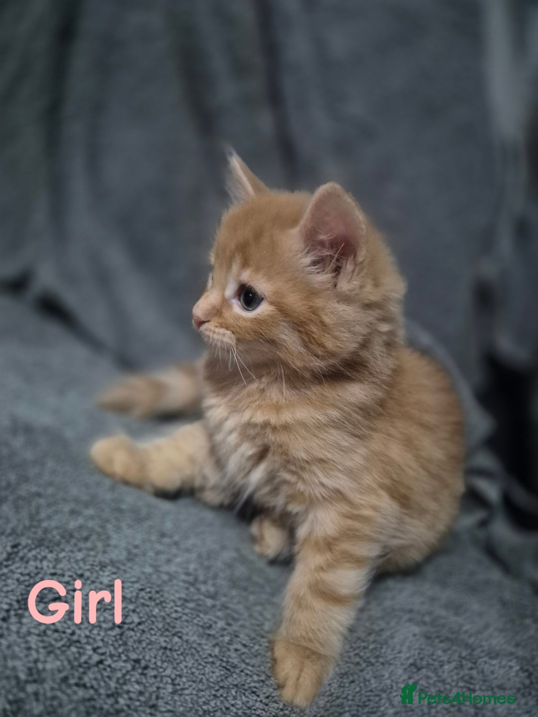 British Longhair cats for sale: Long haired kittens - Image 7