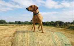 Labrador Retriever dogs for sale: Labrador retriever  - Image 1