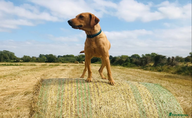 Labrador Retriever dogs - Advert 1