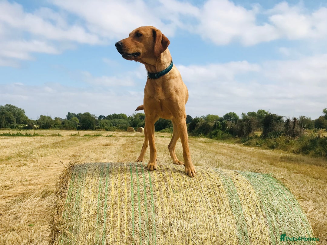 Labrador Retriever dogs for sale: Labrador retriever  - Image 1