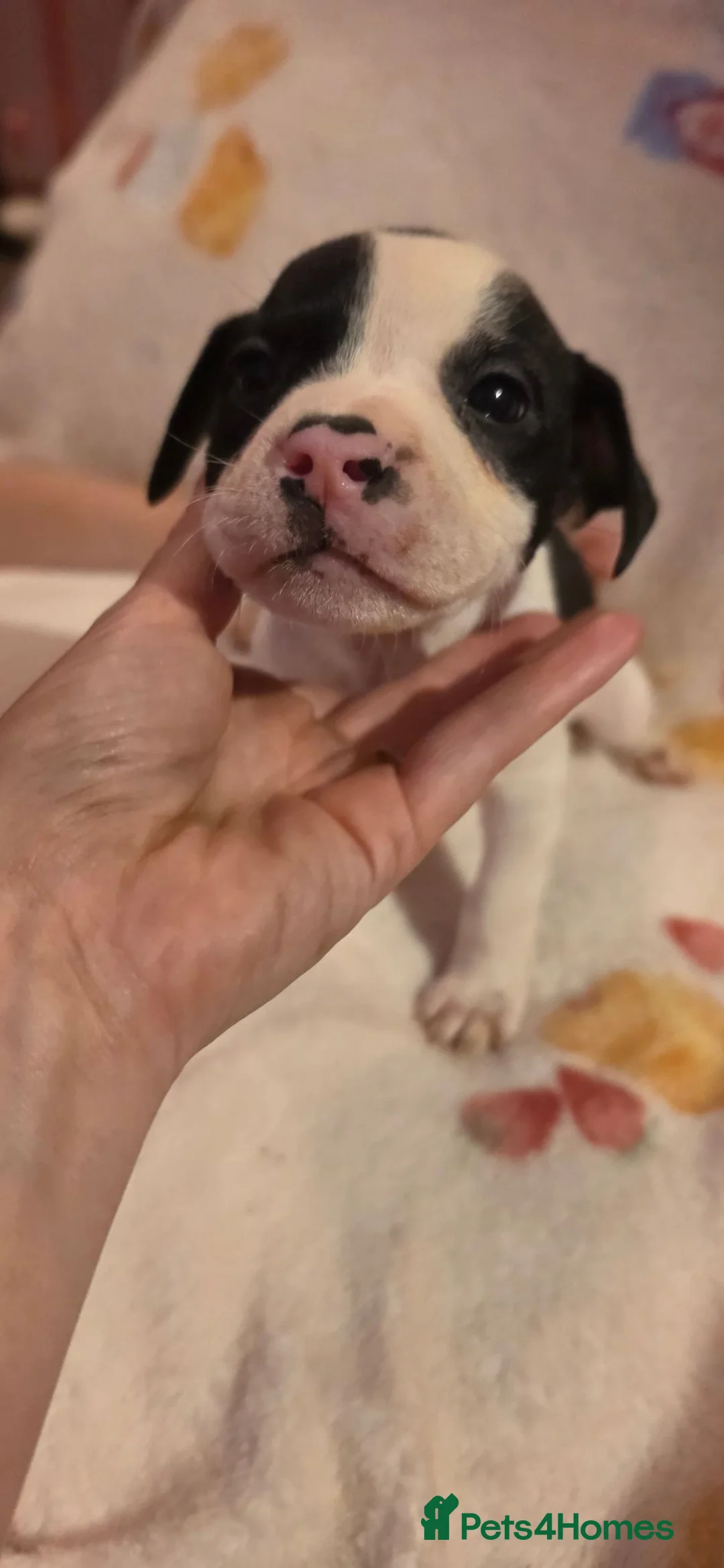Mixed Breed dogs for sale: Last few reduced 💝puppies 🐶  - Advert 2
