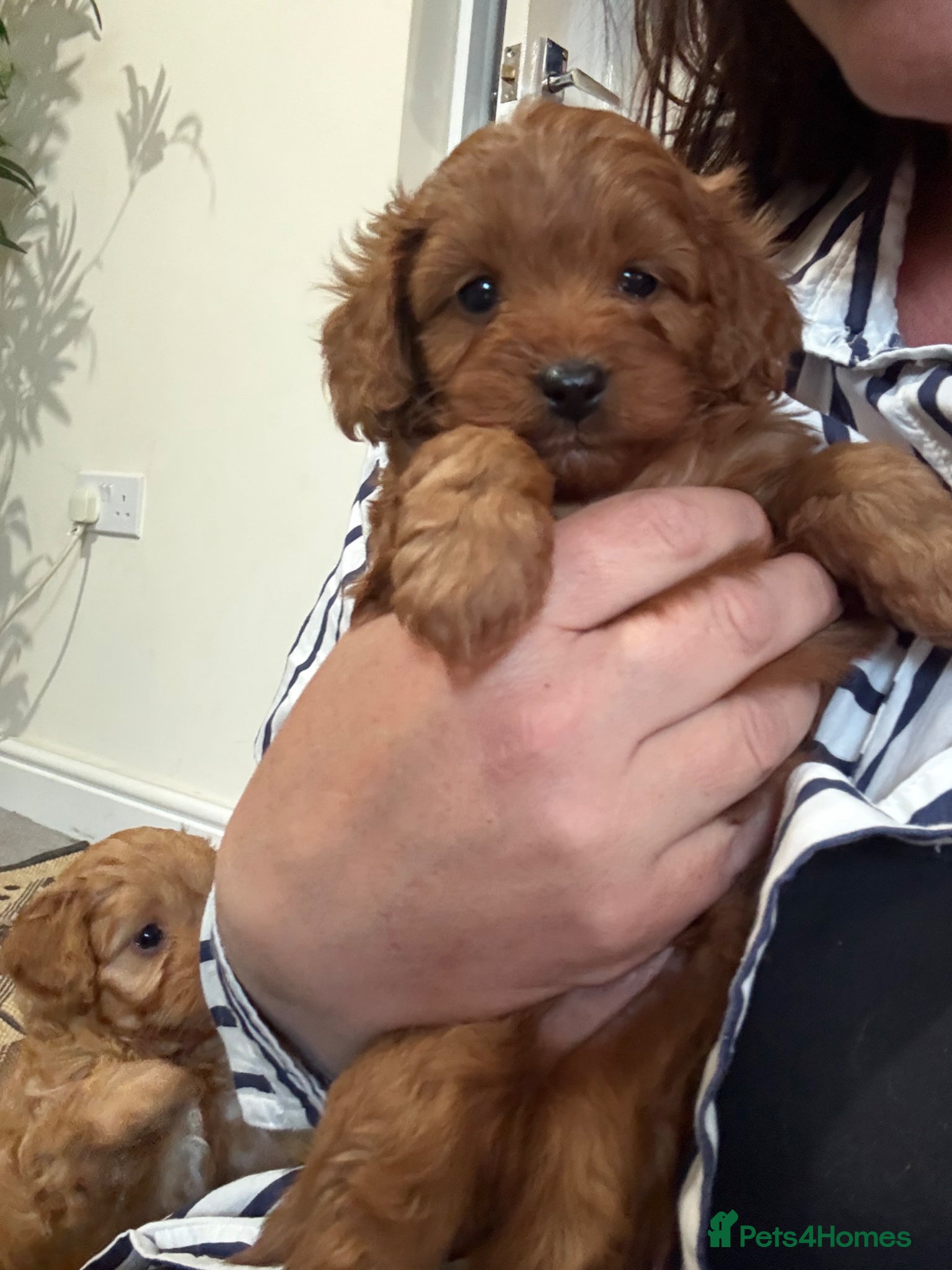 Cavapoo dogs Gorgeous cavapoo puppies - Advert 9