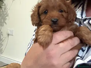 Cavapoo dogs Gorgeous cavapoo puppies - Advert 4