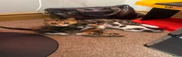 Mixed Breed cats for sale: 4 beautiful kittens 1 boy 3 girls  - Advert 2