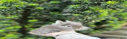 Mixed Breed rabbits for sale: x3 stunning bucks- Xbreed. - Advert 5