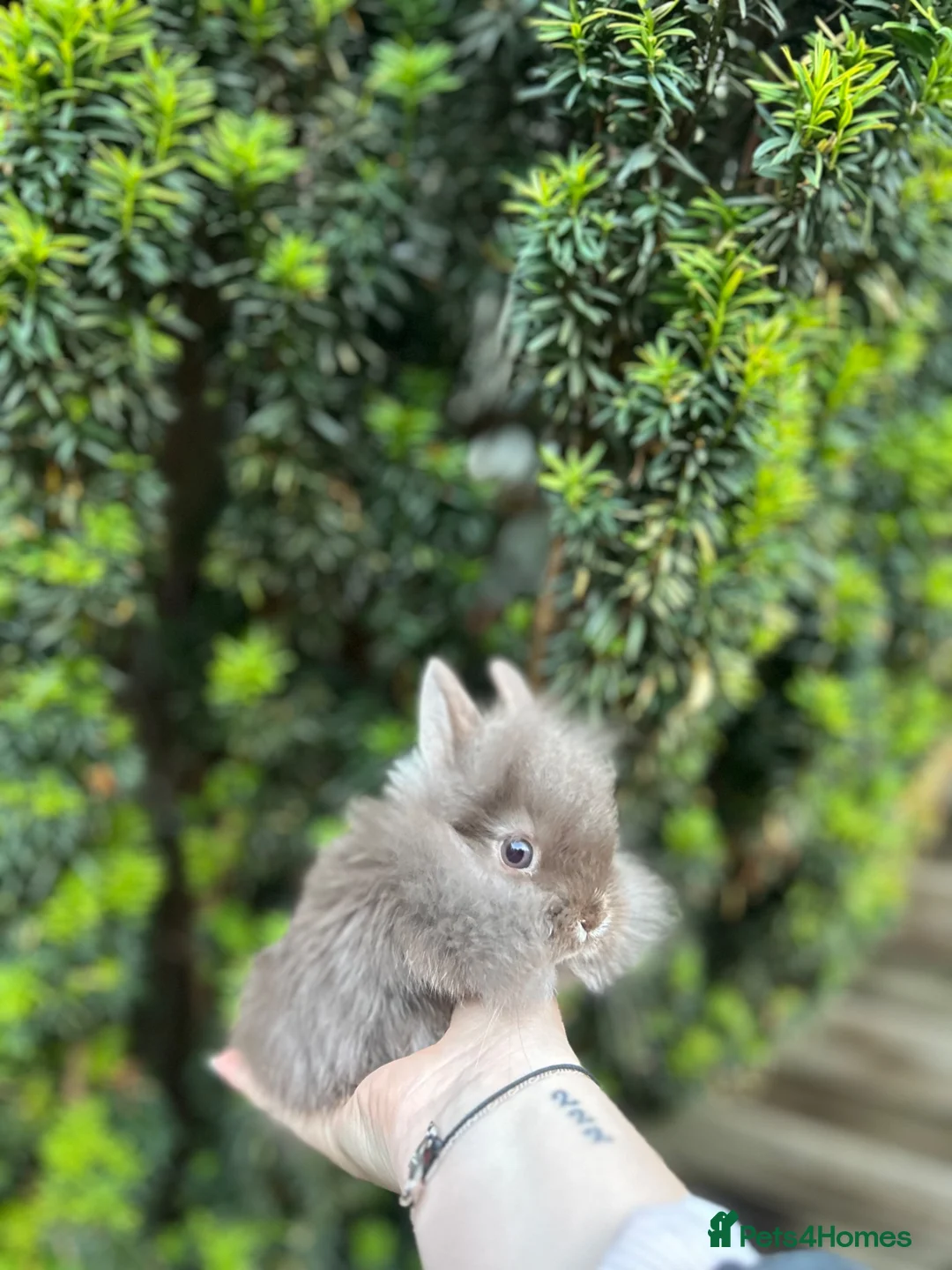 Mixed Breed rabbits for sale: x3 stunning bucks- Xbreed. - Advert 5