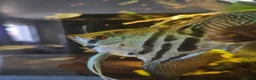 Angelfish fish for sale: Loads angelfish , breeding pairs - Advert 7