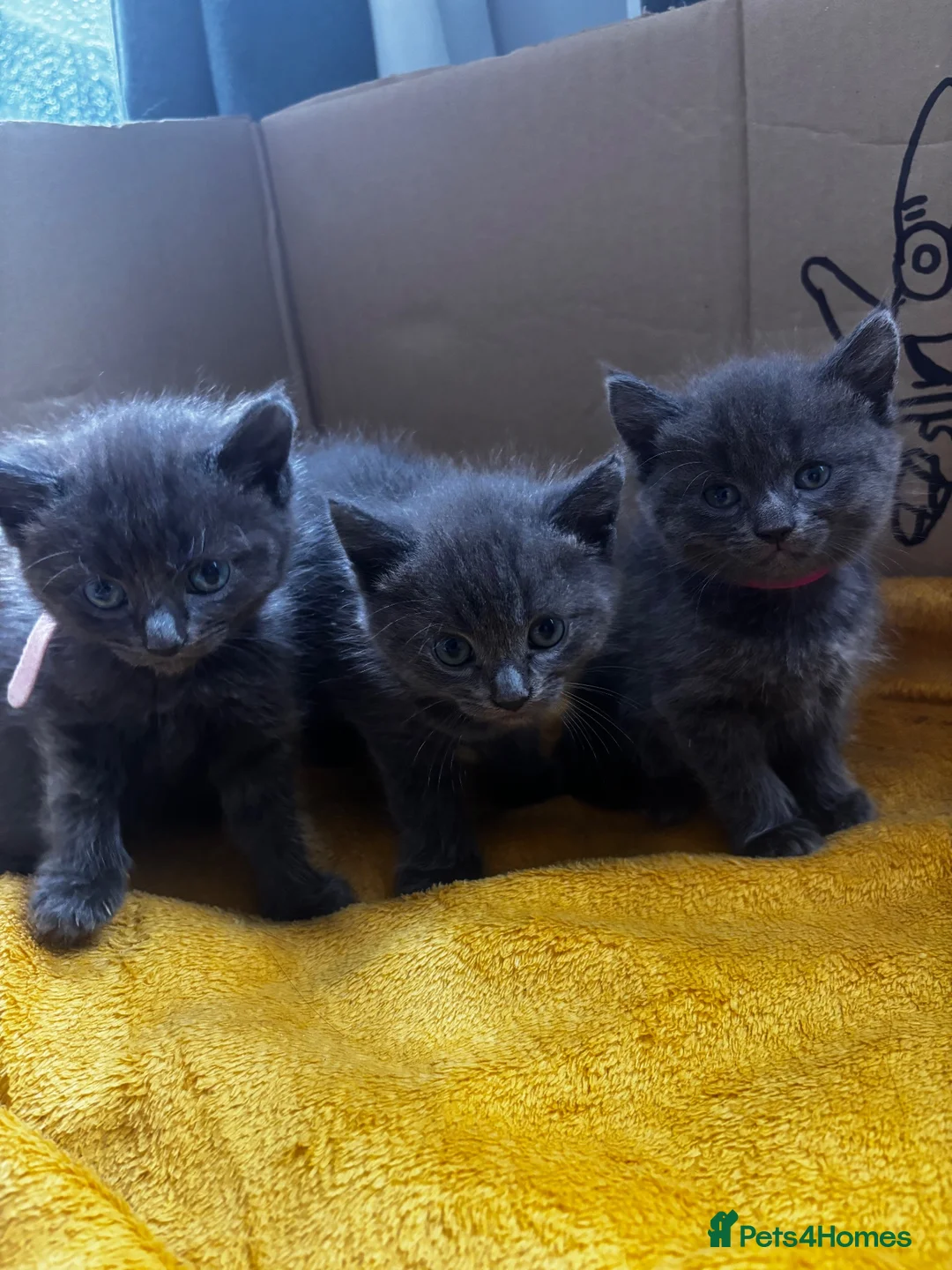 Mixed Breed cats for sale: Beautiful all grey Kittens  - Advert 2