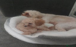 Mixed Breed dogs for sale: Cavapoochon puppies  - Image 4