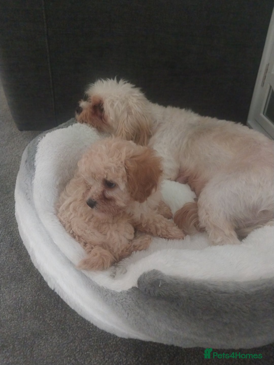 Mixed Breed dogs for sale: Cavapoochon puppies  - Image 4