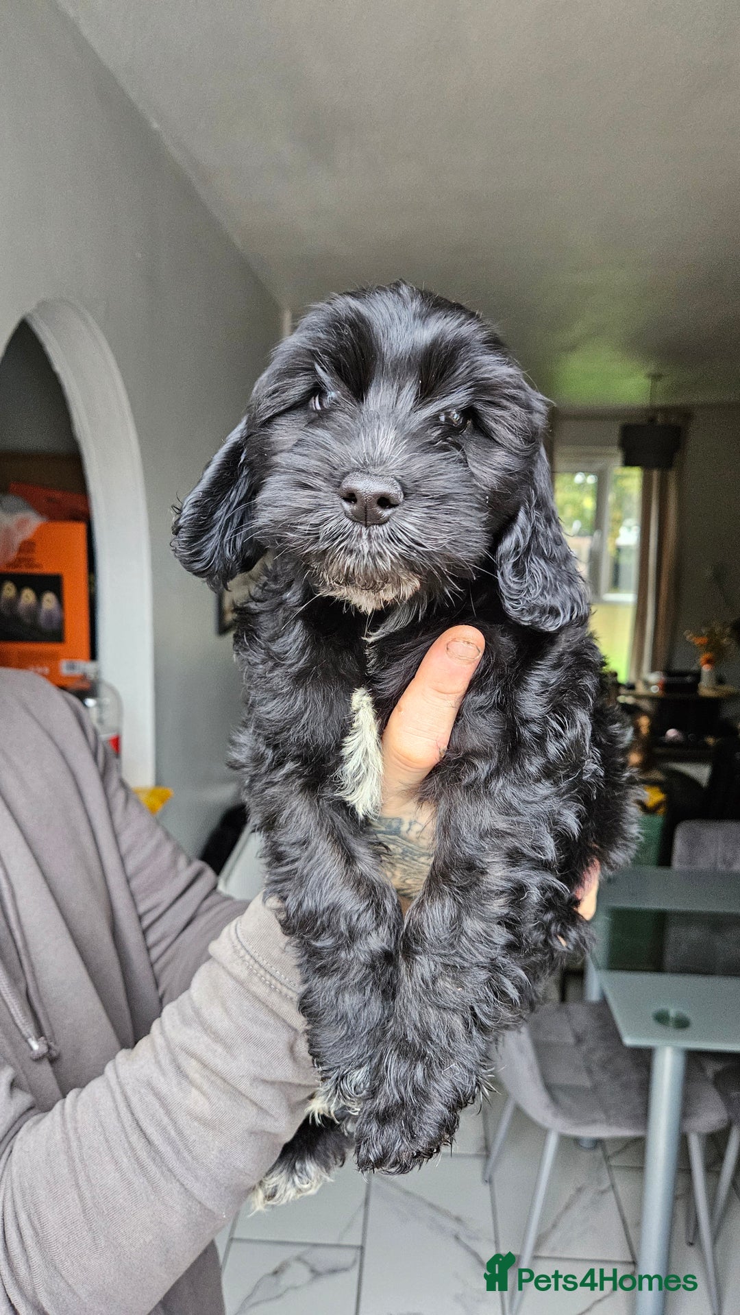 Cockapoo dogs for sale: Cockerpoo puppy last girl left  - Image 16