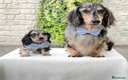 Miniature Dachshund dogs for sale: ready this weekend Minature Longhaired Dachshunds - Image 1