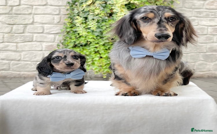 Miniature Dachshund dogs - Advert 1