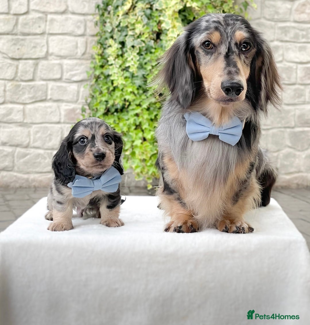 Miniature Dachshund dogs for sale: ready this weekend Minature Longhaired Dachshunds - Image 1