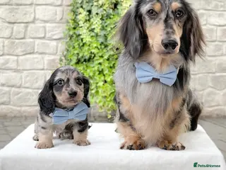 Miniature Dachshund dogs ready this weekend Minature Longhaired Dachshunds - Advert 1