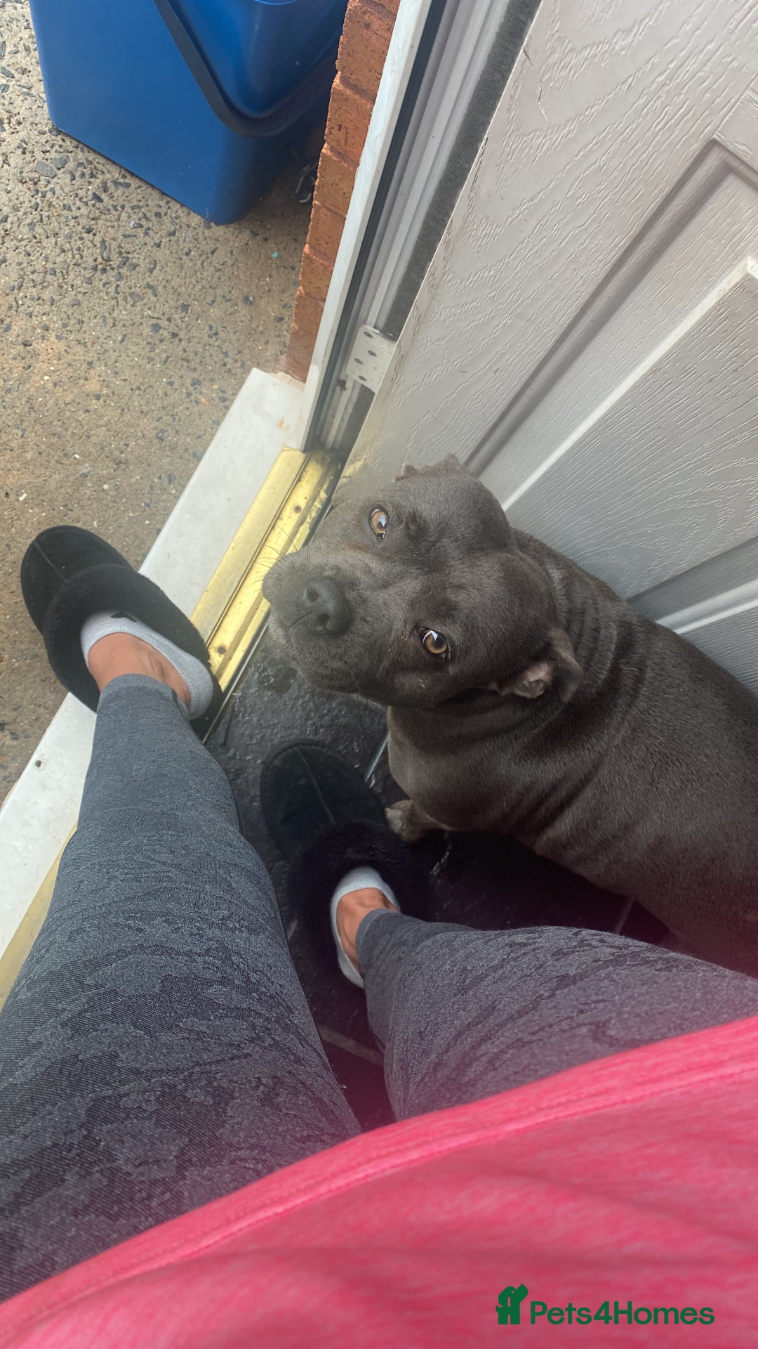 Staffordshire Bull Terrier dogs for sale: Blue Staffordshire  - Image 2