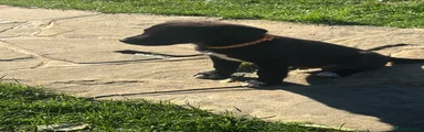 Orange collared boy 