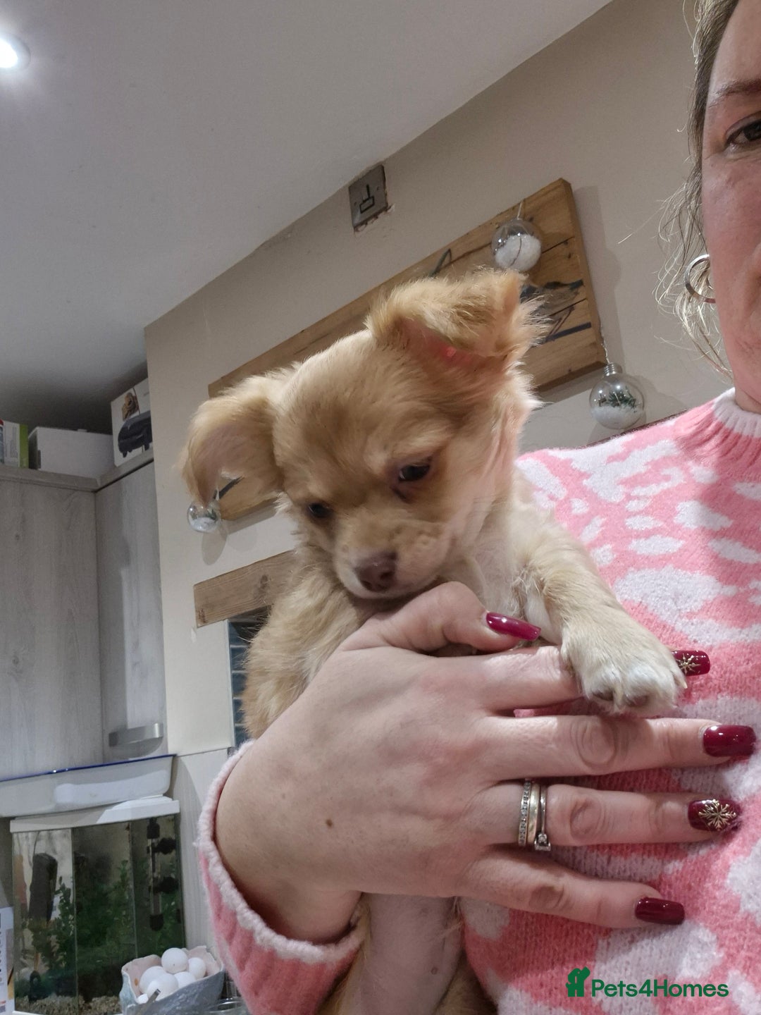 Chihuahua dogs for sale: ***READY NOW*** Long Haired Chihuahua Pups  - Advert 17