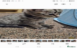 Bengal cats for sale: Bengala - Image 11