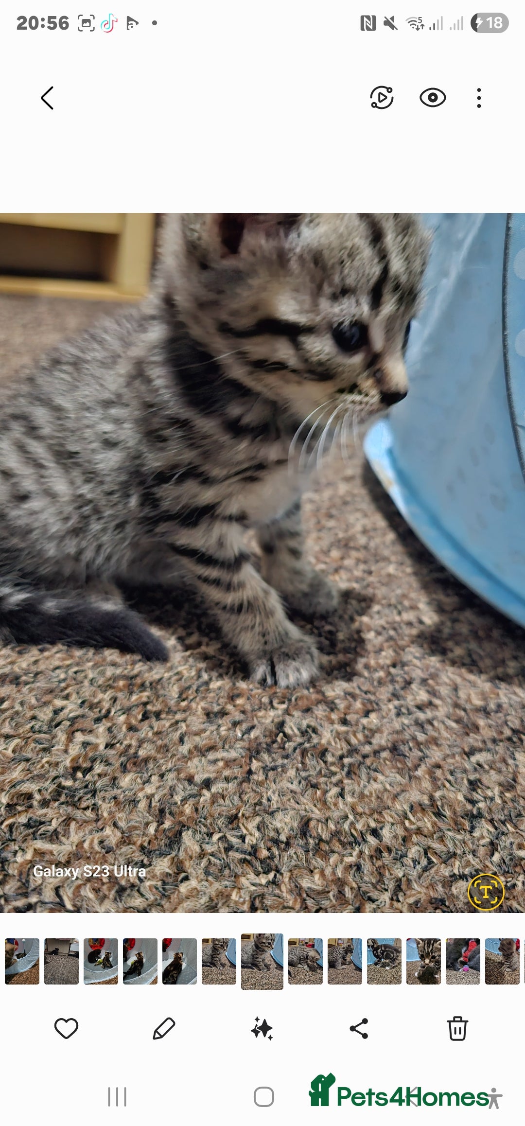 Bengal cats for sale: Bengala - Image 11