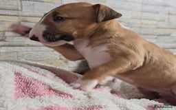 English Bull Terrier dogs for sale: Top Quality health tested champions lines - Image 4