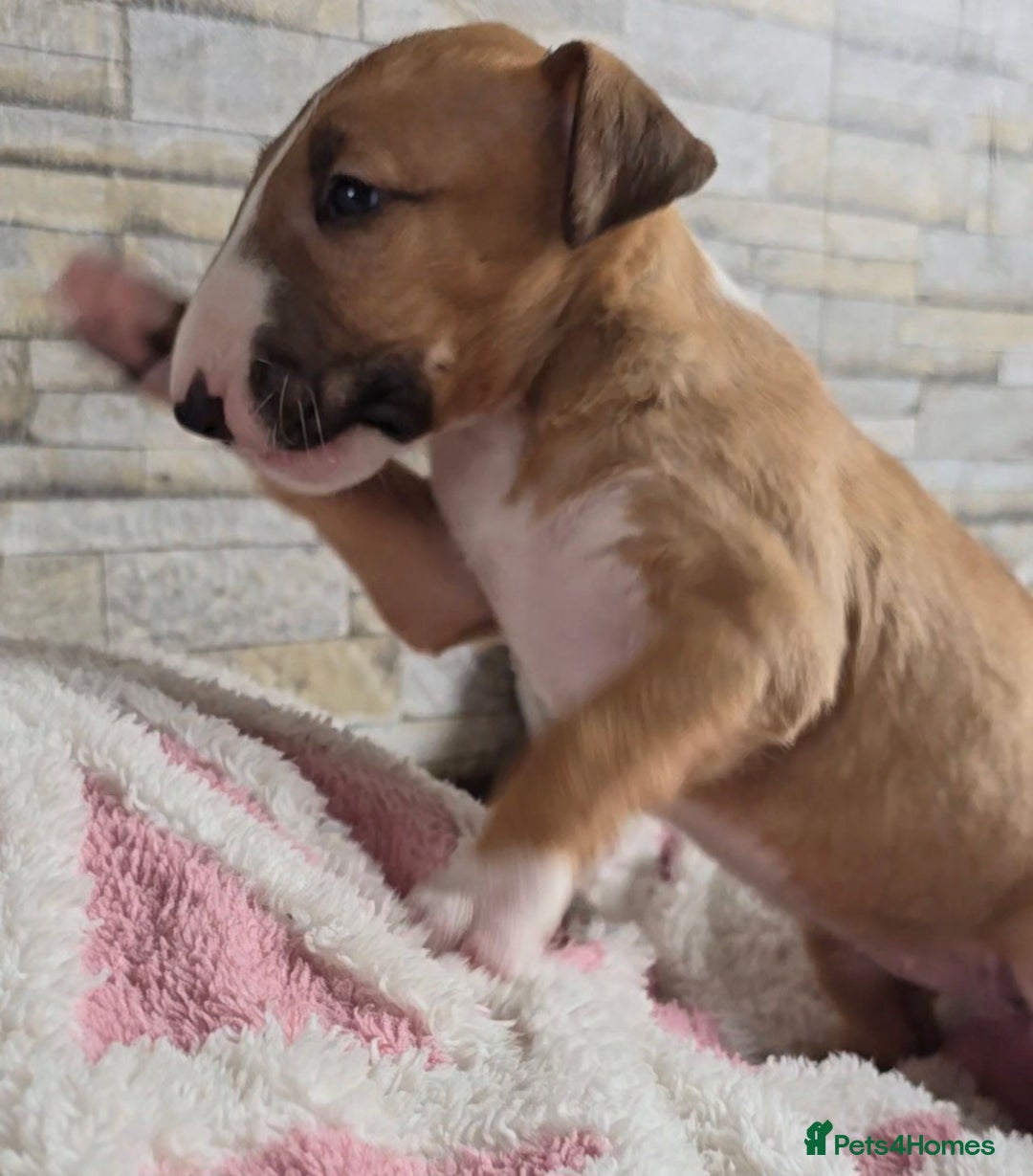 English Bull Terrier dogs for sale: Top Quality health tested champions lines - Image 4