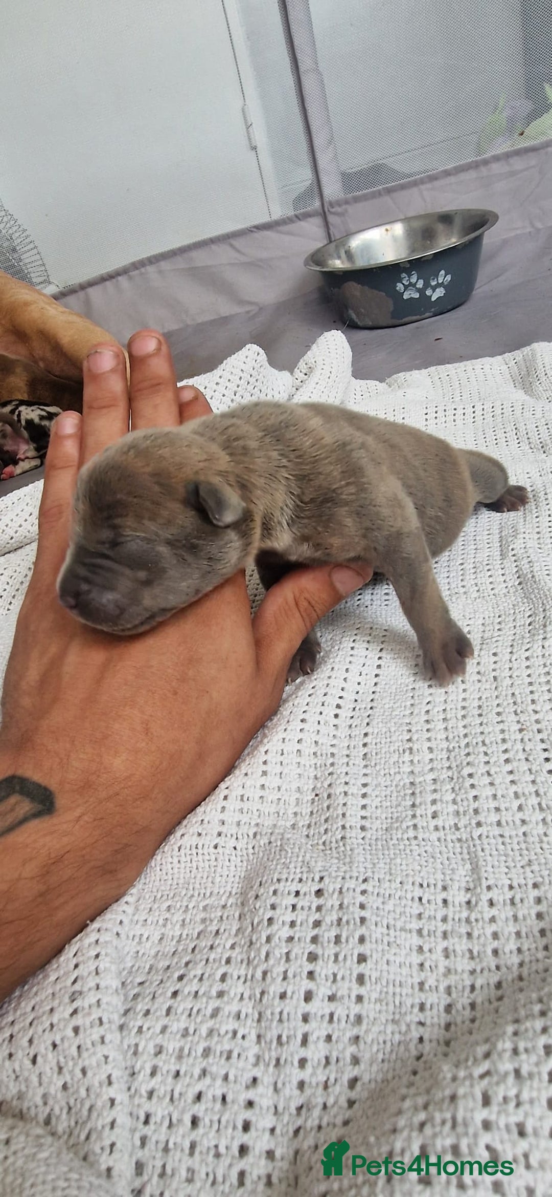 Mixed Breed dogs for sale: Top level Crossbreed pups - Image 8