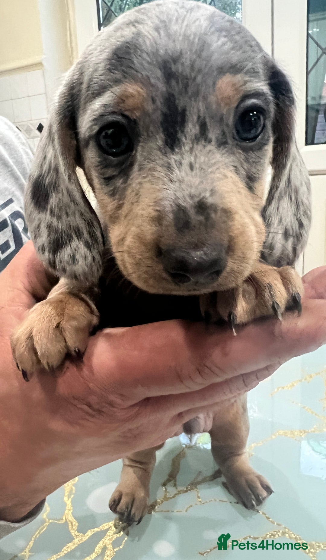 Dachshund dogs for sale: 6 beautiful dachshund puppies for sale - Image 6