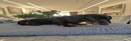 Miniature Dachshund dogs for sale: Miniature Dachshund.Fully vaccinated.Ready t leave - Advert 26