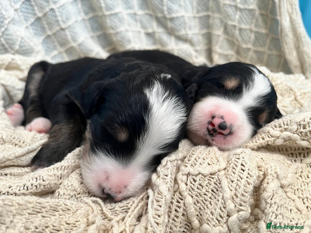 Bernedoodle dogs for sale: Exceptional F1 Bernedoodle Puppies - Advert 13