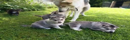 Northern Inuit dogs for sale: Northern Inuit puppies  in Inverness - Advert 11