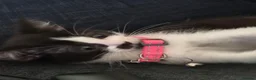 Mixed Breed cats for sale: 2 mixed breed siblings in Sunderland - Advert 1