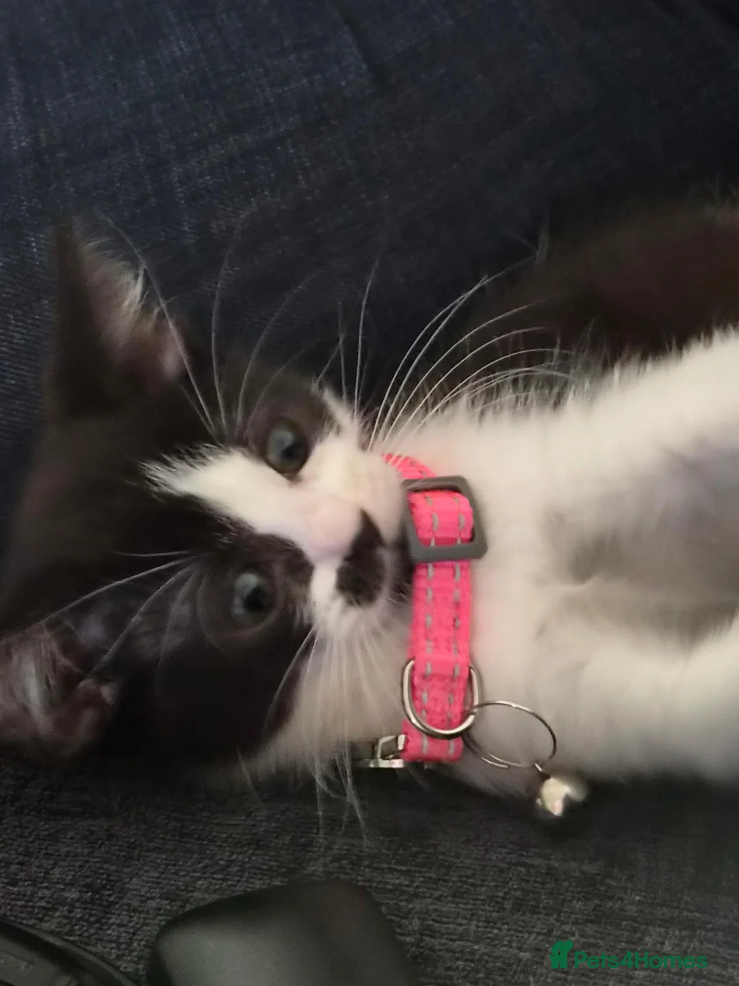 Mixed Breed cats for sale: 2 mixed breed siblings in Sunderland - Advert 1