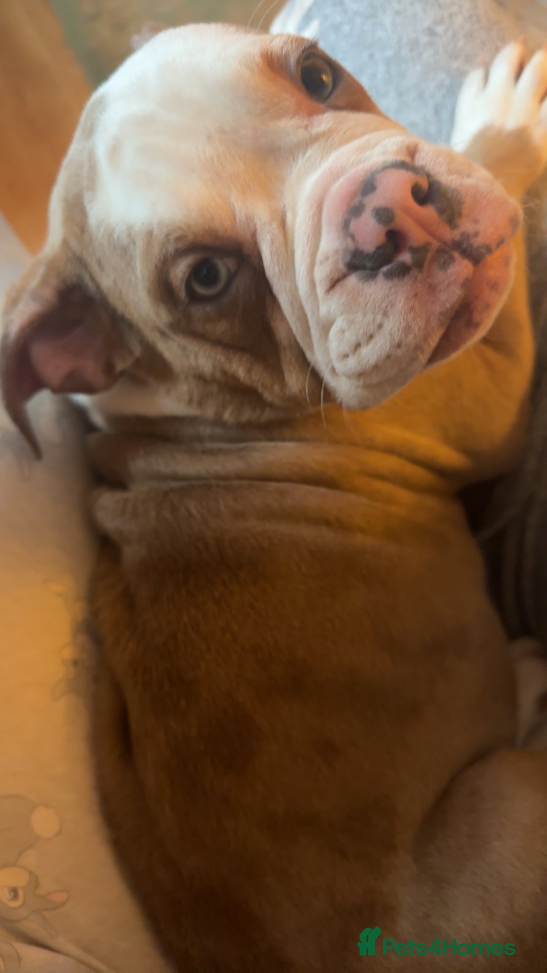 Old Tyme Bulldog dogs for sale: Old Tyme bulldog puppies - Advert 4