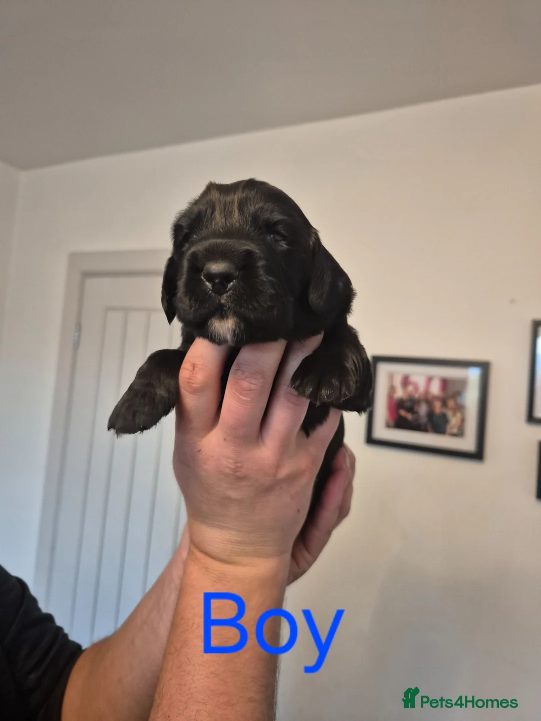 Sprocker dogs for sale: 3 Beautiful Sprockers - Advert 4