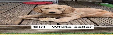 Goldendoodle 5